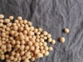 soybeans-182294__480